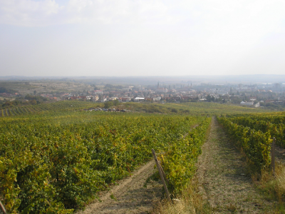 vino-rariga-oberacka-rizling-3